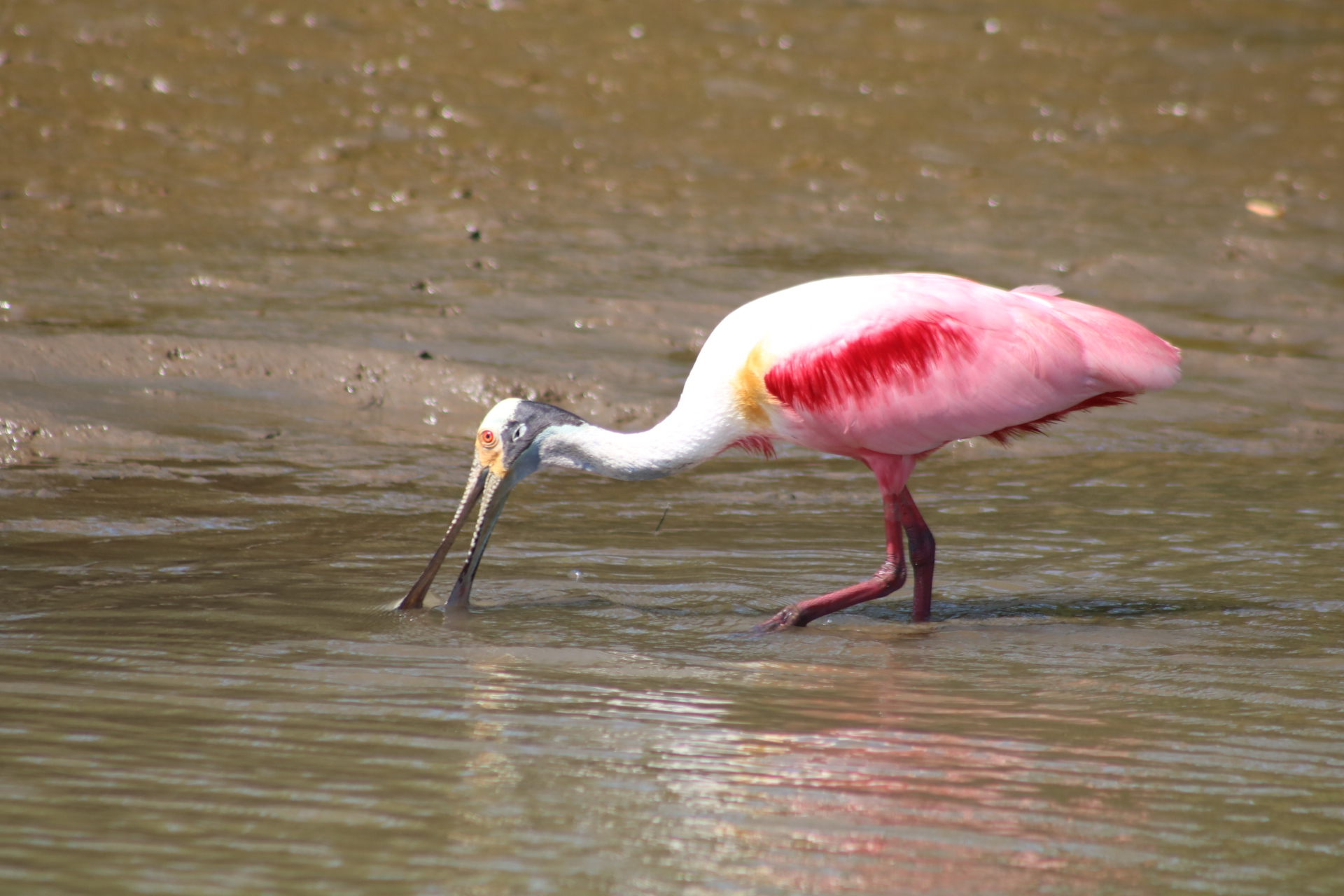 tarcoles river birds