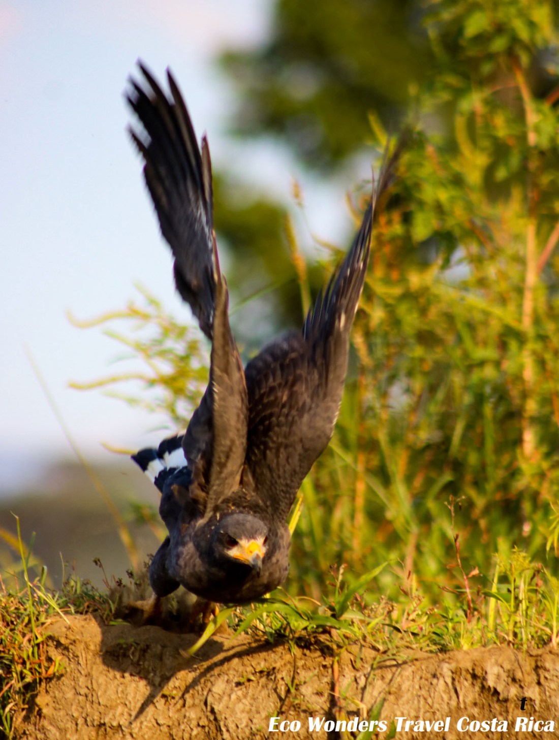 eco wonders travel birding tours